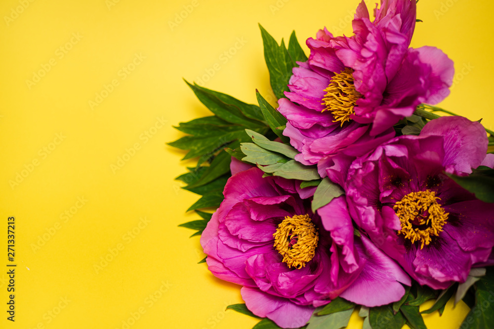 Big magenta peonies on yellow background, close up, copy space