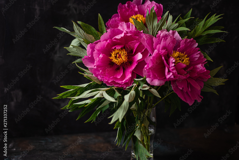 Three big magenta peonies on dark background, close up Three big magenta peonies on dark background, close up