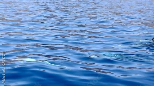Group of pilot whales coming out to breath on surface by Gran Canaria coast. Family of cetaceans swimming on blue ocean