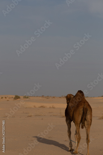 Camel back in desert