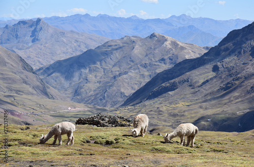 Alpacas and Peruvian Scenery