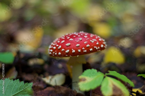 Fly agaric in a forest in the autumn. 