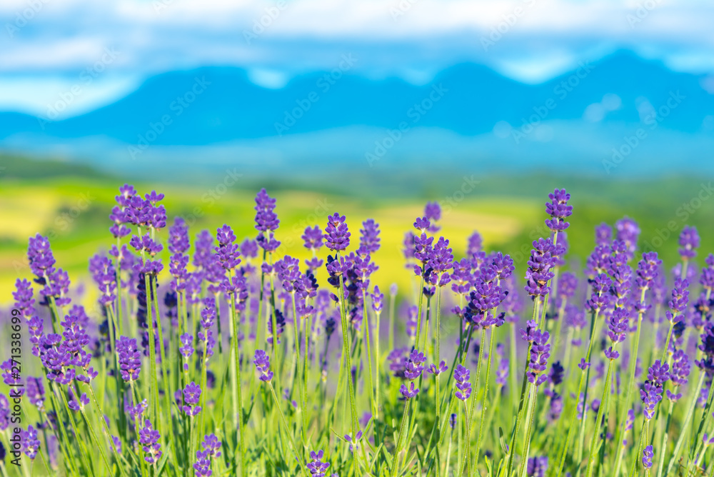 Naklejka premium zbliżenie fioletowe pole kwiatów lawendy w słoneczny letni dzień z miękkiej ostrości rozmycie naturalnego tła. Furano, Hokkaido, Japonia