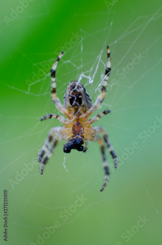 Araneus diadematus making a net. Commonly called as European garden spider, diadem spider, orangie, cross spider and crowned orb weaver, sometimes called the pumpkin spider, soft focus, blurred
