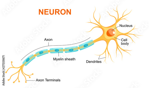 Illustration of neuron anatomy. Vector infographic (Neuron, nerve cell axon and myelin sheath) photo