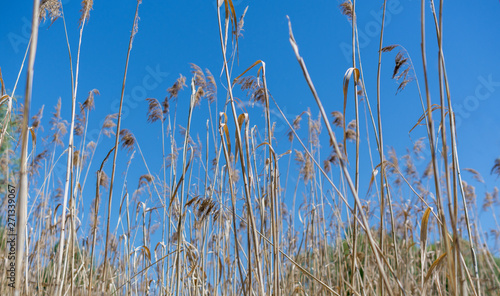 high dry grass on a hot summer day against the blue sky