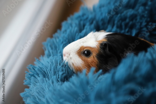 guinea pig on a blue pillow