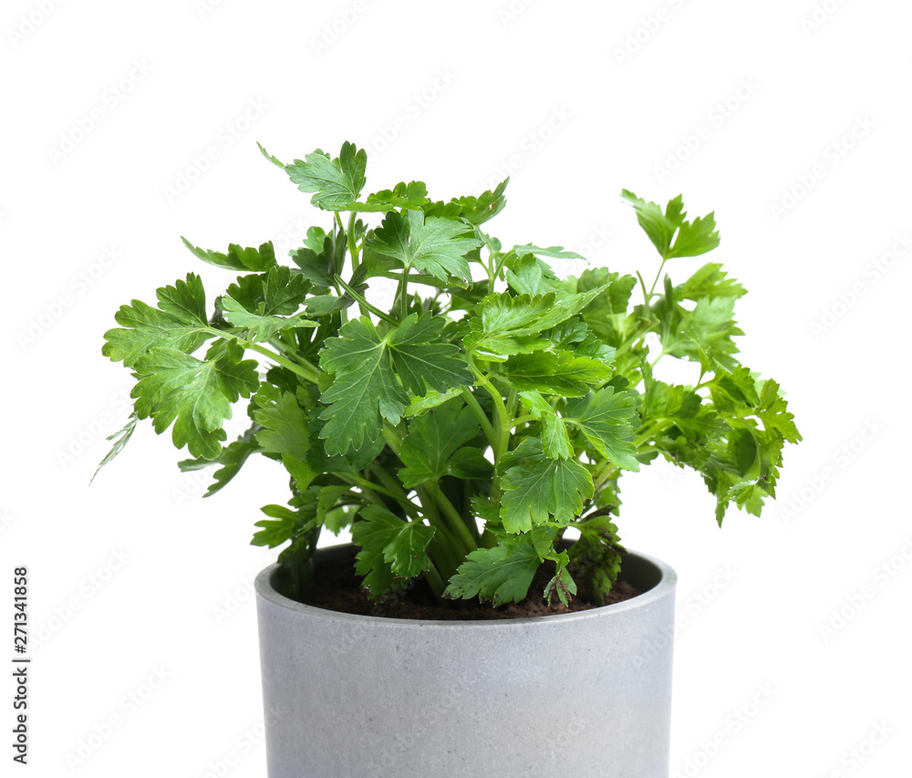 Fresh green organic parsley in pot on white background Fresh green organic parsley in pot on white background