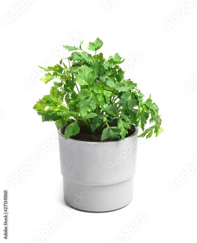 Fresh green organic parsley in pot on white background