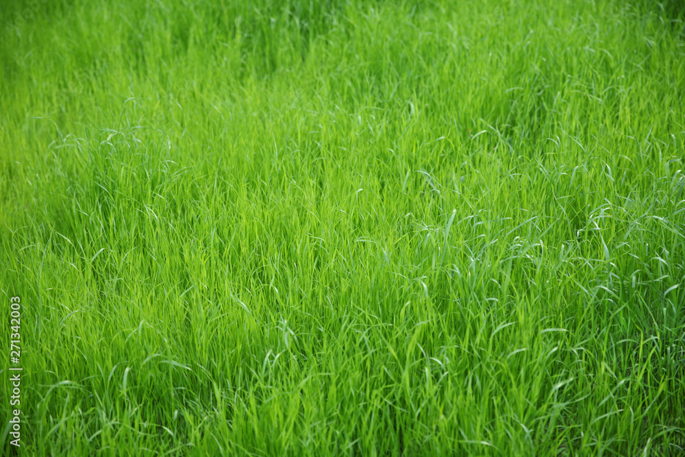Green background of untrimmed grass Green background of untrimmed grass