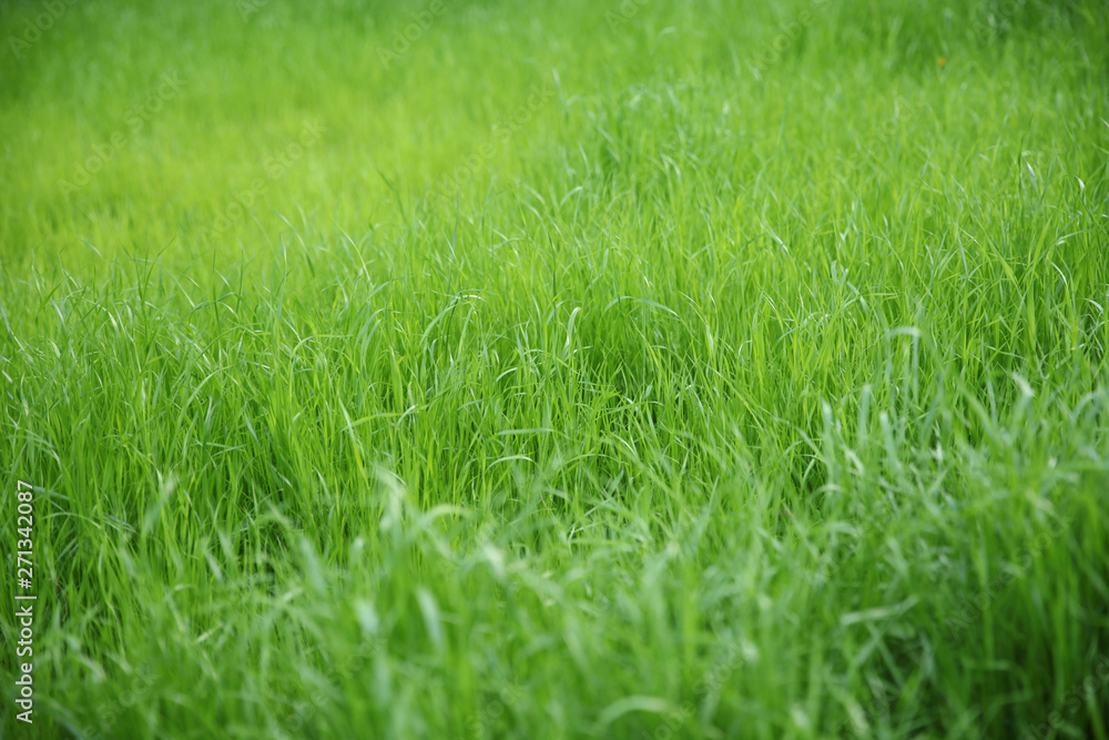 Green grass, uneven blurred background