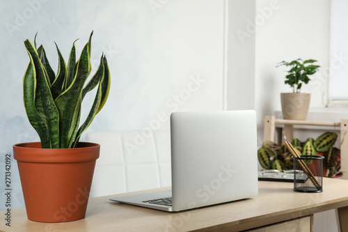 Office interior with houseplants and laptop on table