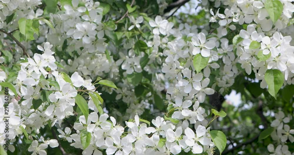 Close-up Of The Apple Tree Branches Covered With White Flowers Swaying In The Wind On A Spring Day. Close-up Of The Apple Tree Branches Covered With White Flowers Swaying In The Wind On A Spring Day.