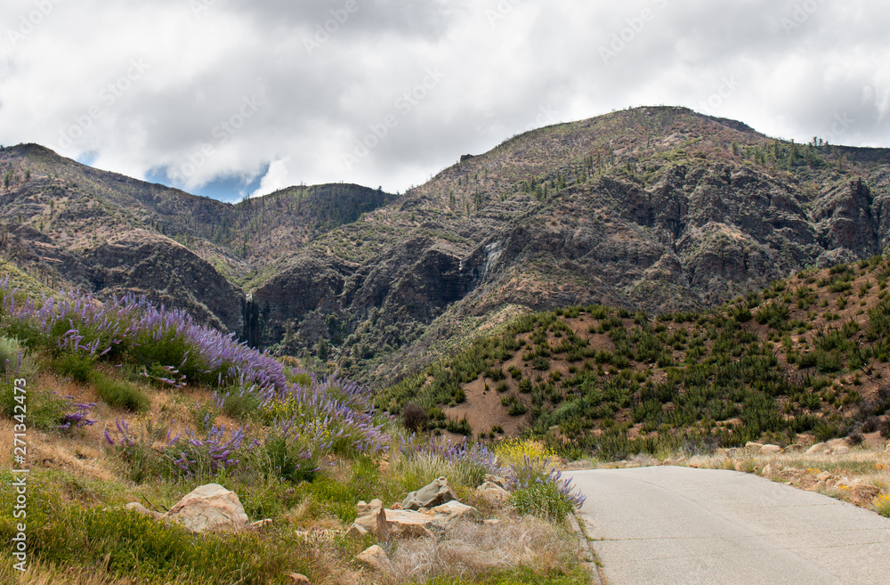 Obraz premium Hills of wild lupine in Los Padres National Forest