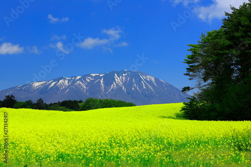 	岩手山と菜の花