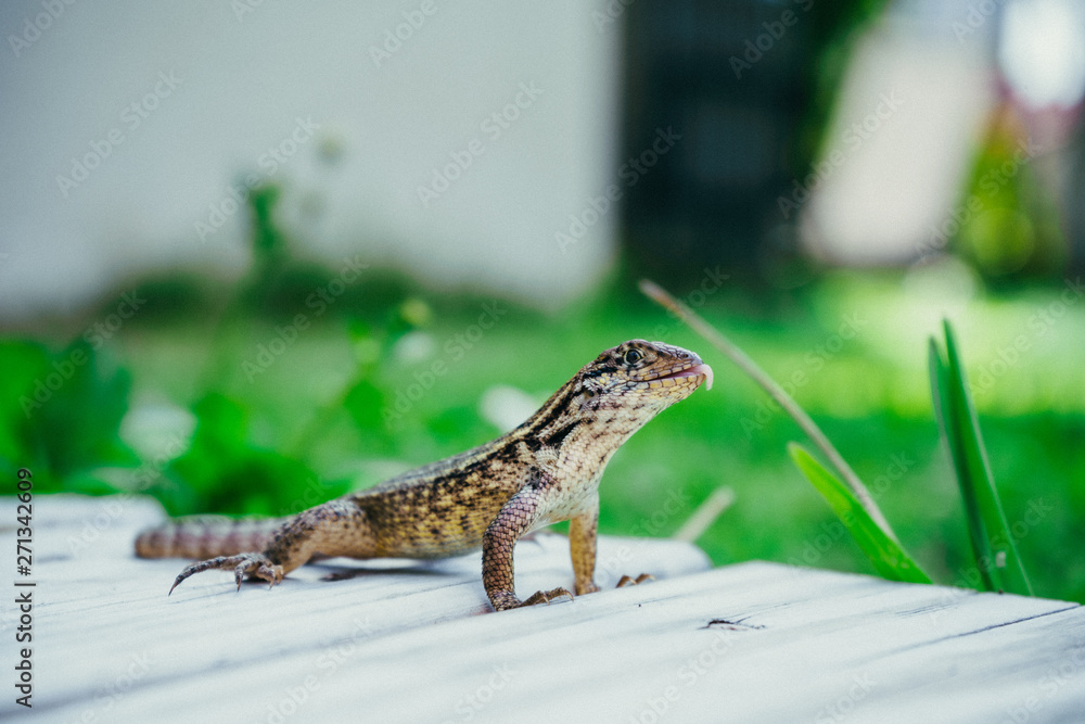Fototapeta premium eidechse zeigt zunge