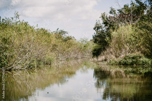 mangroven wald