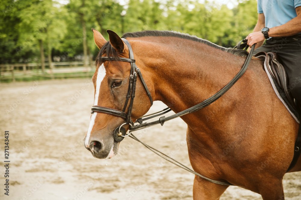 Obraz premium Rider rides his beautiful horse