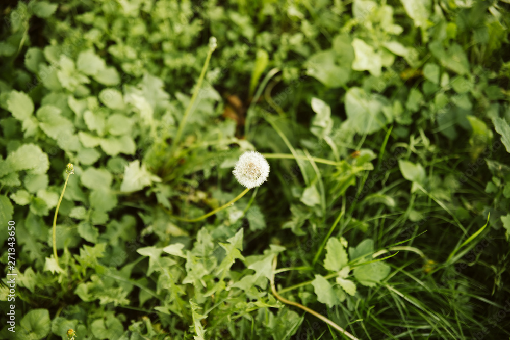 A green spring grass in the park A green spring grass in the park