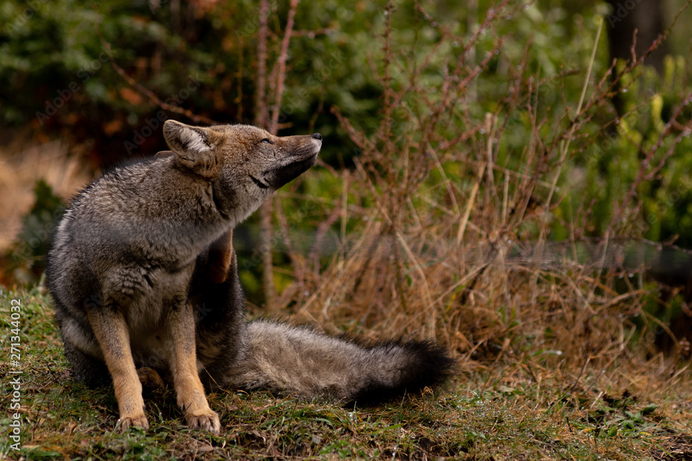 Obraz premium Fox Scratching