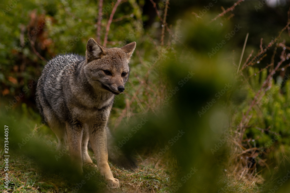 Fototapeta premium Fox staring