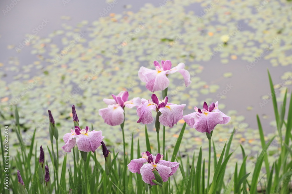 睡蓮が浮かぶ池の側に咲いたピンクの花菖蒲