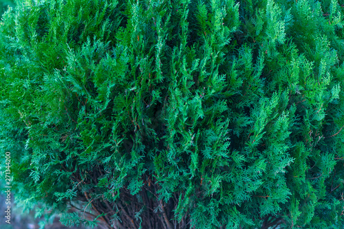 Green tropical plants on flowerbed in city