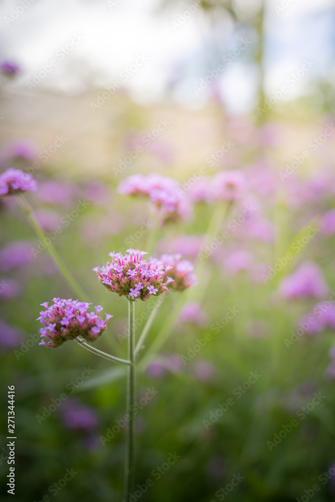 Obraz premium The background image of the colorful flowers