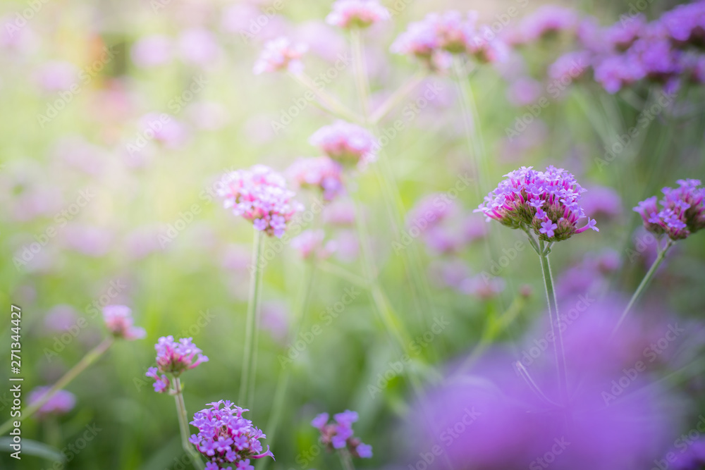 The background image of the colorful flowers The background image of the colorful flowers