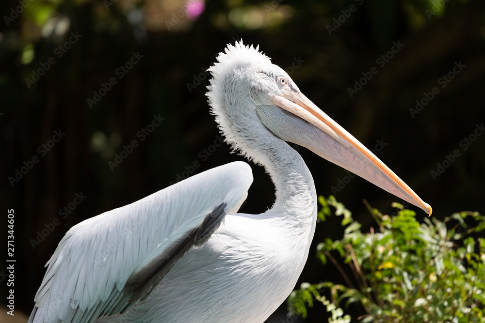 Portrait of the Dalmatian pelican. Portrait of the Dalmatian pelican.