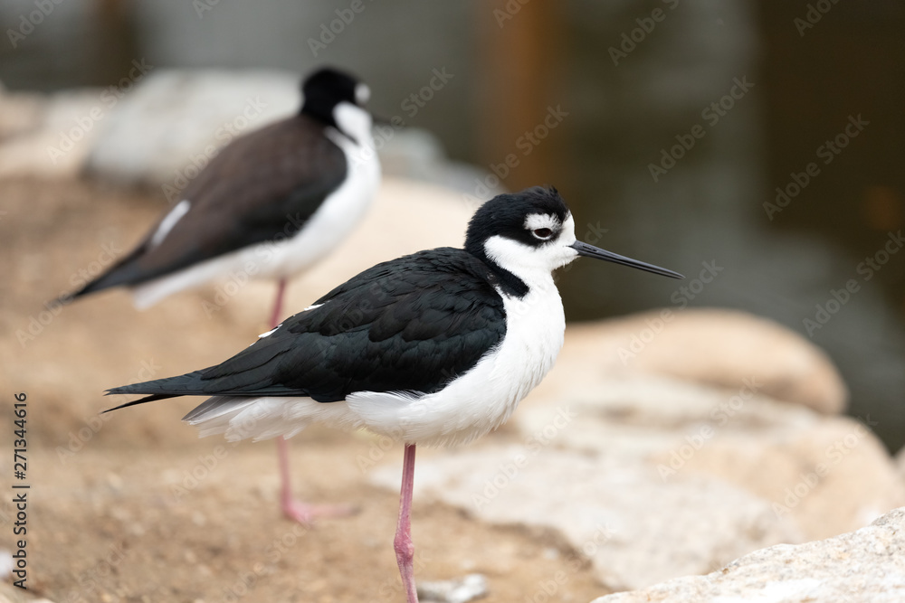 Black-necked stilt standing near the pond. Black-necked stilt standing near the pond.