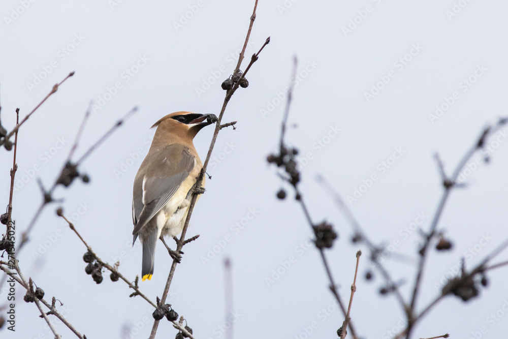Cedar waxwing in spring