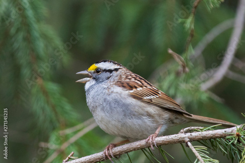 white-throated sparrow (Zonotrichia albicollis) in spring