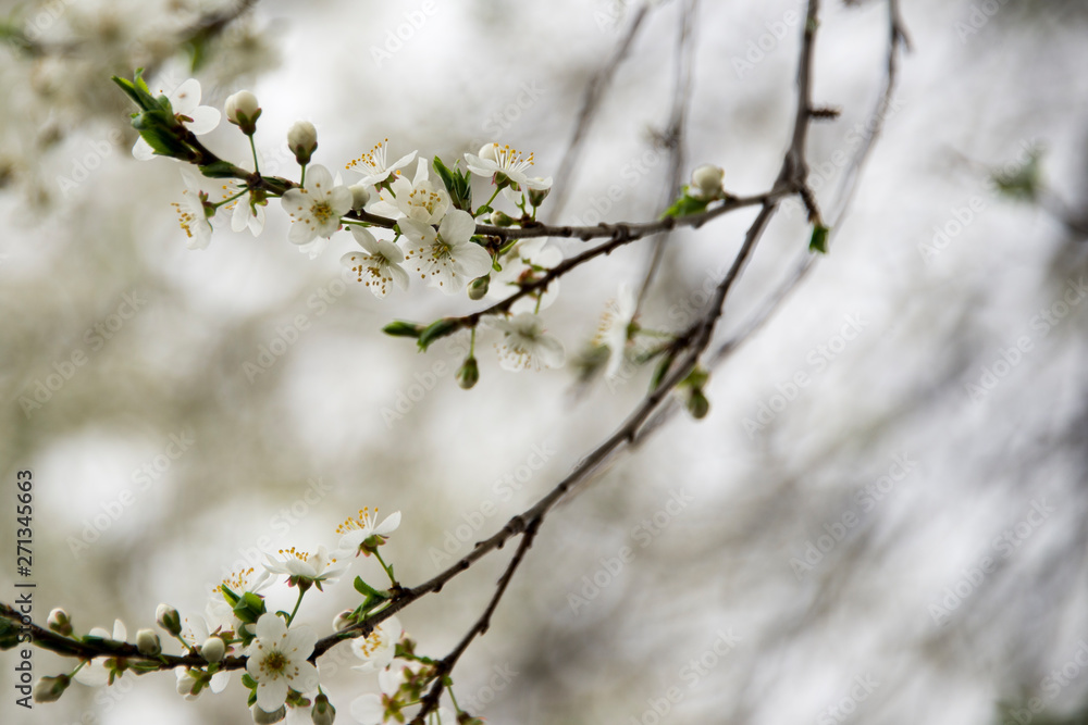 Flowers budding on a branch in the spring