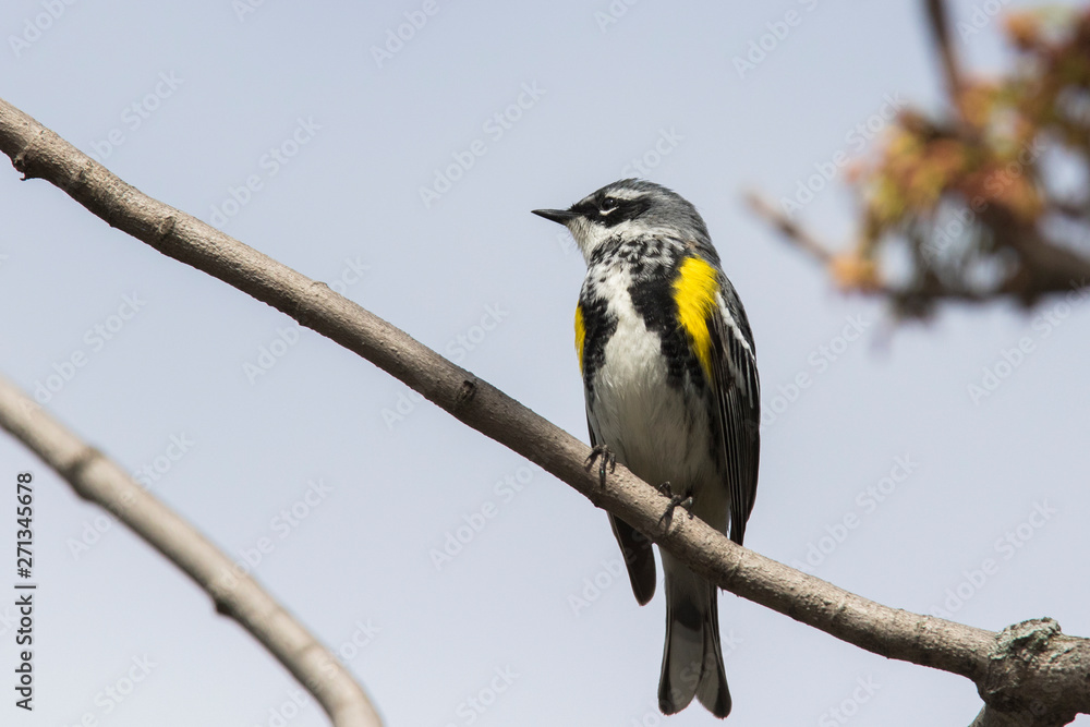 Fototapeta premium Male yellow-rumped warbler (Setophaga coronata) in spring