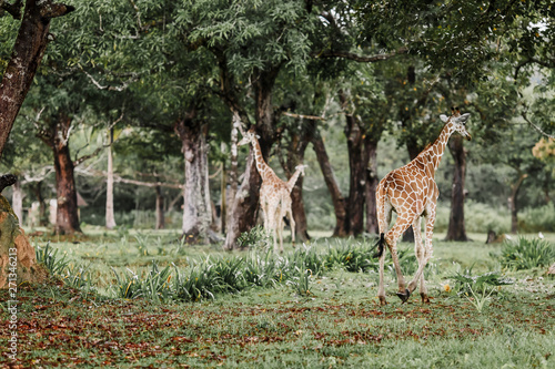 Zebras and giraffes are walking in the savannah in National Park during the rain season. Wildlife in safari at Calauit Safari Island Palawan, Philippines. Giraffes and zebras at Busuanga island. photo