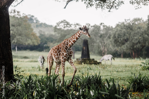 Zebras and giraffes are walking in the savannah in National Park during the rain season. Wildlife in safari at Calauit Safari Island Palawan, Philippines. Giraffes and zebras at Busuanga island. photo