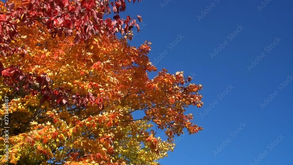 Wind Blows Tree In Autumn Colours, Against Blue Sky Wind Blows Tree In Autumn Colours, Against Blue Sky