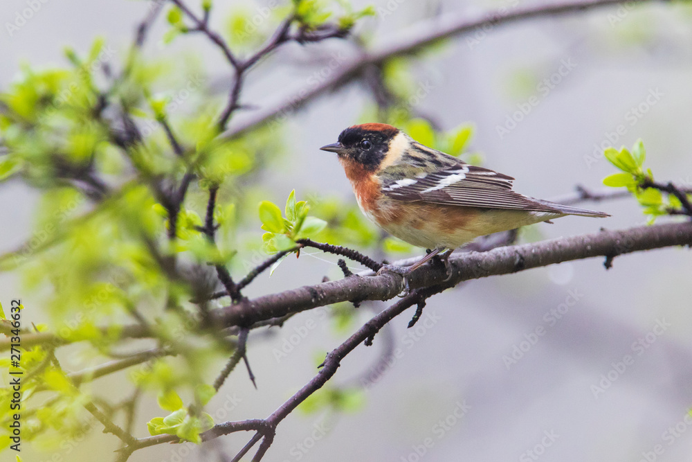 bay-breasted warbler (Setophaga castanea) in spring bay-breasted warbler (Setophaga castanea) in spring