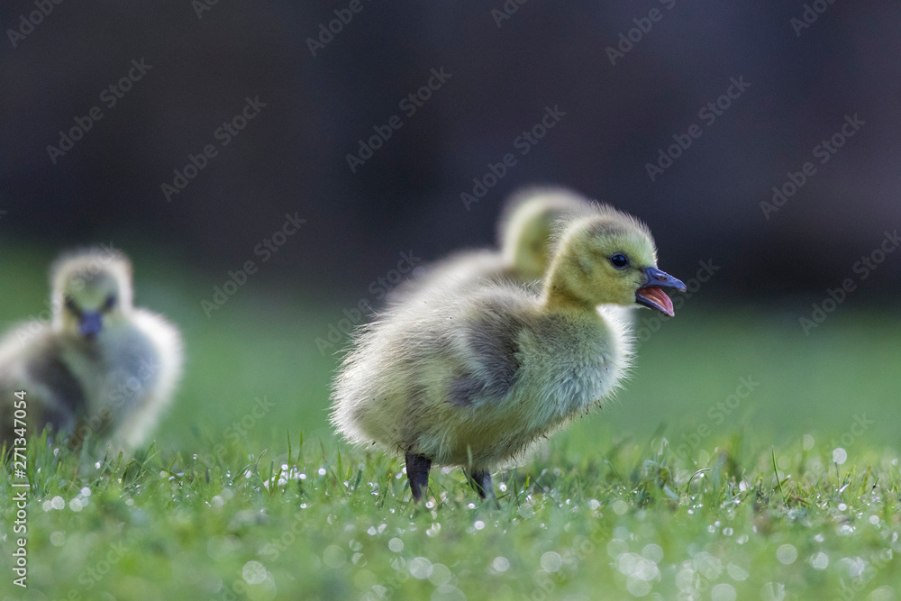 Cute Canada goose (Branta canadensis) babies Cute Canada goose (Branta canadensis) babies