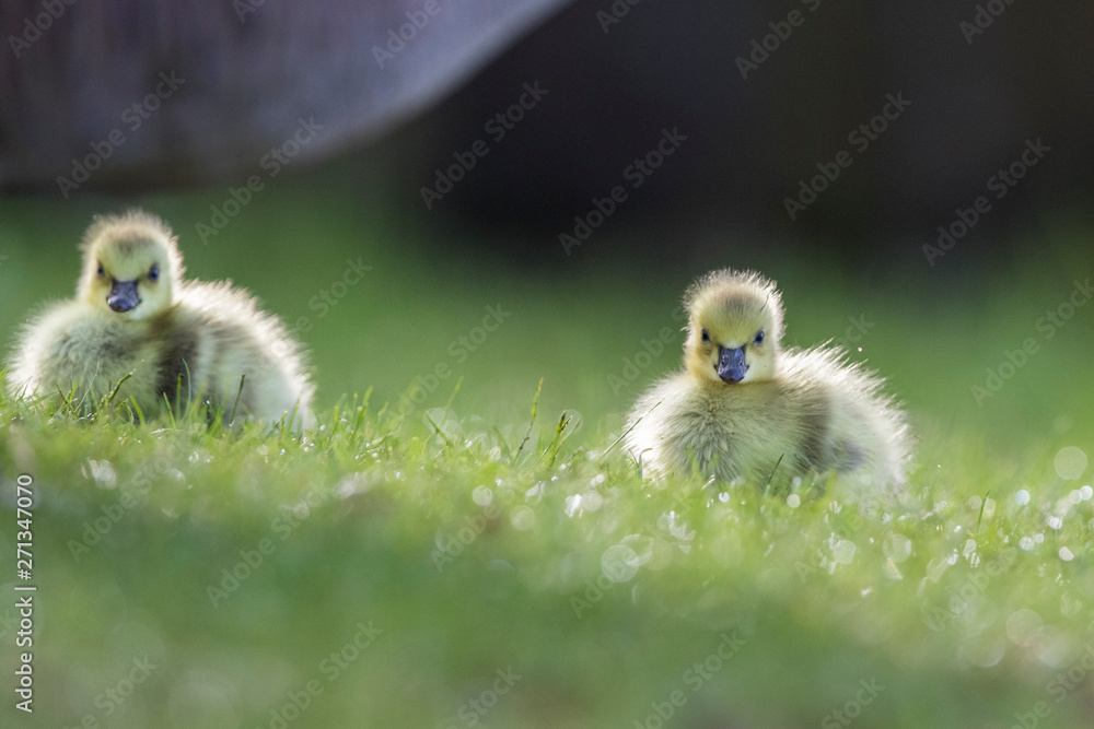 Cute Canada goose (Branta canadensis) babies Cute Canada goose (Branta canadensis) babies