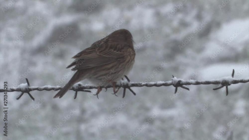 Corn bunting perching on barbed wire in the snow, Golan Heights Israel Corn bunting perching on barbed wire in the snow, Golan Heights Israel