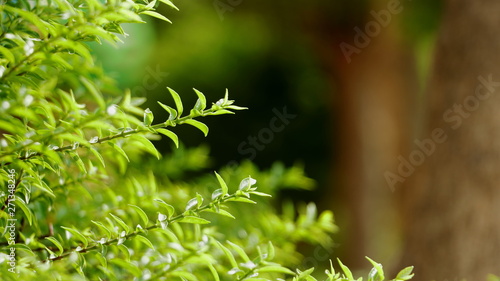 Closeup of Tree branch background