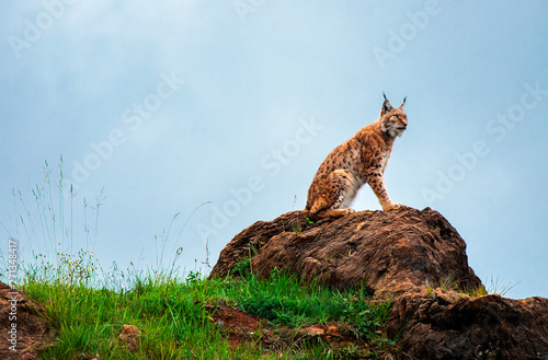 linx in the mountain photo