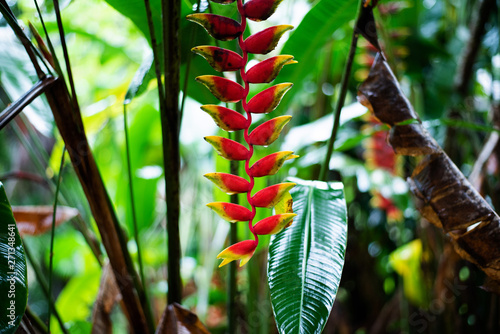 (Heliconia rostrata), Heliconia tropical flower © slonme