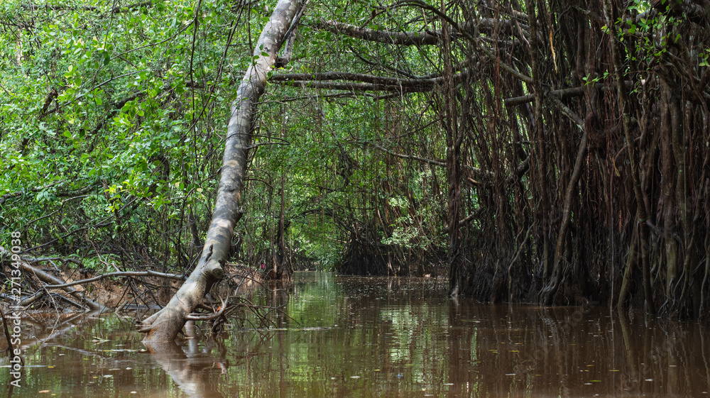 the little amazon in pang-nga in Sang Nae Canal thailand the little amazon in pang-nga in Sang Nae Canal thailand