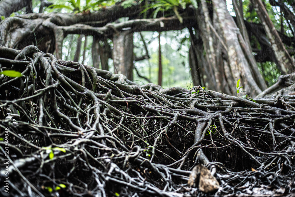 the giant tree in the forrest fucus on root the giant tree in the forrest fucus on root