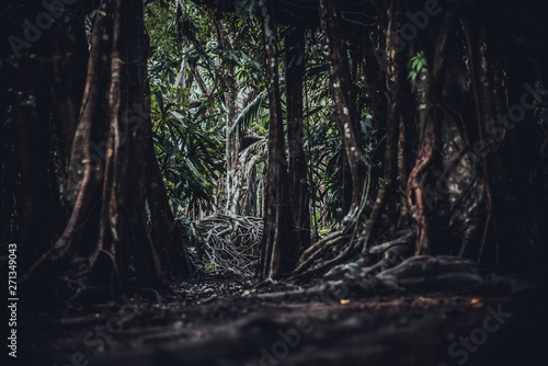 Fototapeta Naklejka Na Ścianę i Meble -  the giant tree in the forrest