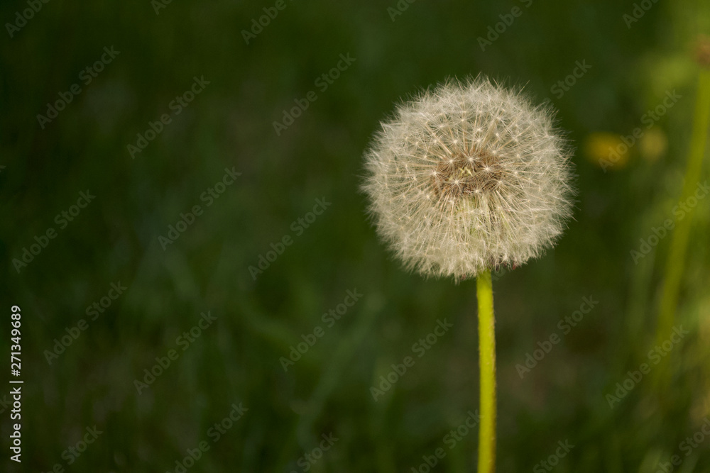 dandelion on background of green grass