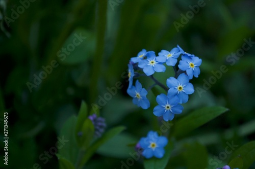 Forget-me-not flowers